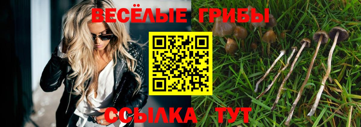 Псилоцибиновые грибы Psilocybine cubensis Апшеронск